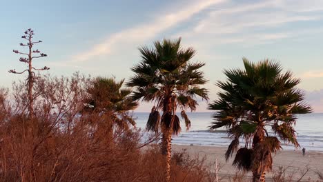 panoramic view palm trees at golden sunset in ocean