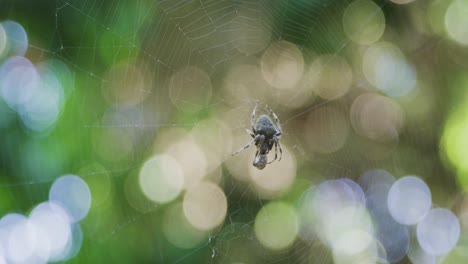 Araña-Tejedora-Orb-Comiendo-Su-Presa-Mientras-Está-Sentado-En-Su-Web