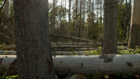 Dead-dry-spruce-forest-hit-by-bark-beetle-in-Czech-countryside-with-fell-down-tree-trunks