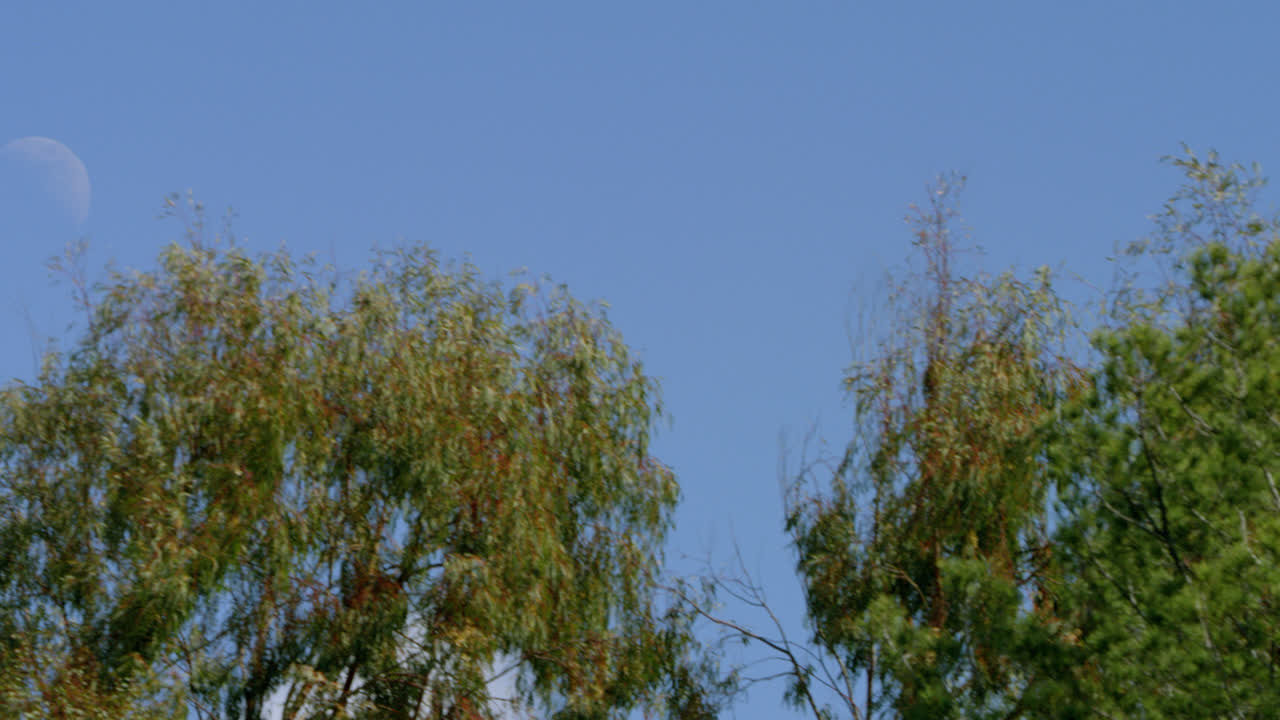 캘리포니아 말리부에서 화창한 봄날 달과 나무 앞에서 날아가는 붉은 꼬리 매