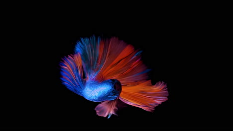 垂直格式屏幕显示 - 彩色的<unk>米大象耳朵战斗鱼betta splendens,也被称为泰国战斗鱼或betta,在孤立的黑色背景上超慢动作