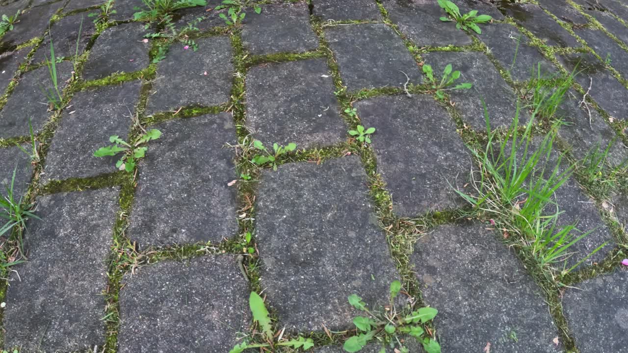 Close up of problematic pavement with ingrowing dandelion weeds and grass