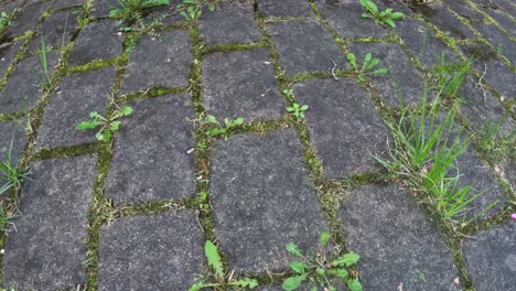 close up of problematic pavement with ingrowing dandelion weeds and grass