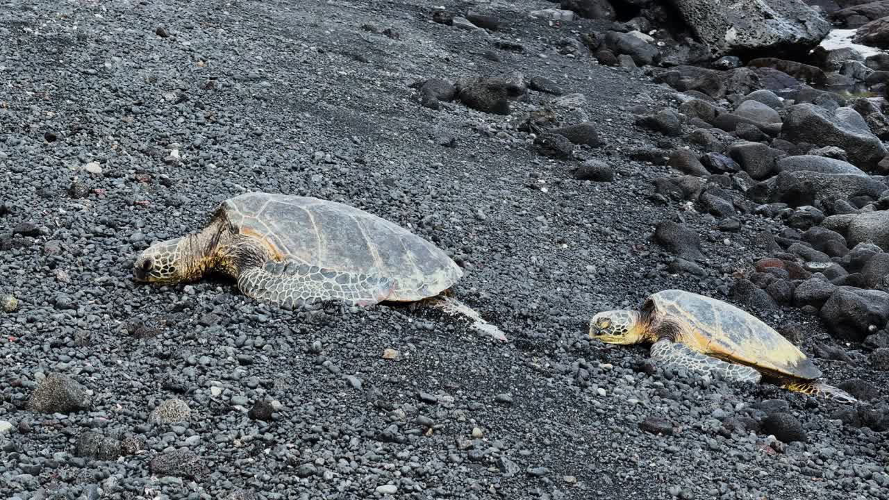 Hawaiian turtles rest on a tranquil rocky beach in serene nature