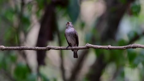 El-Papamoscas-Marrón-Asiático-Es-Un-Pequeño-Pájaro-Paseriforme-Que-Se-Reproduce-En-Japón,-Himalaya-Y-Siberia