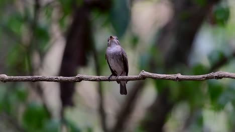 the asian brown flycatcher is a small passerine bird breeding in japan, himalayas, and siberia