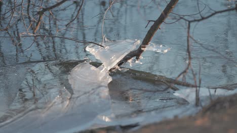 frozen branches extend into a partially iced-over pond, showcasing winter's grip