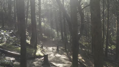 Tirando-Hacia-Atrás-A-Través-De-Los-Troncos-De-Un-Bosque-De-La-Costa-De-Oregon