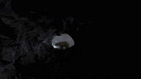 polar bear in an ice cave