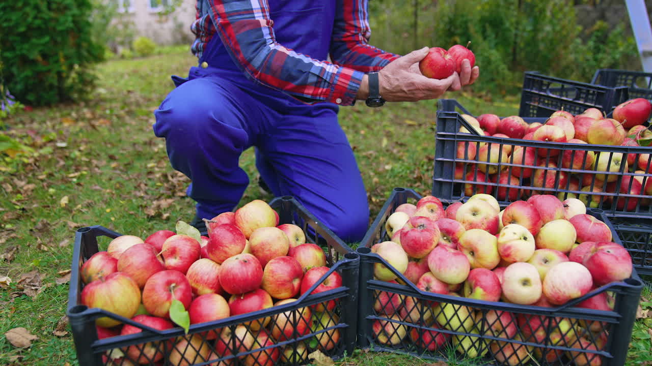 Farmer working with baskets full of apples. Organic fresh fruits in baskets.