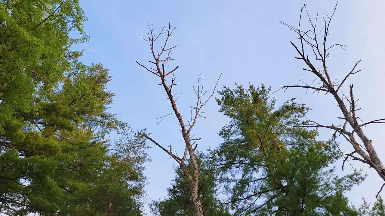 A bare tree stands tall among lush green foliage, its branches stretching towards the clear blue sky
