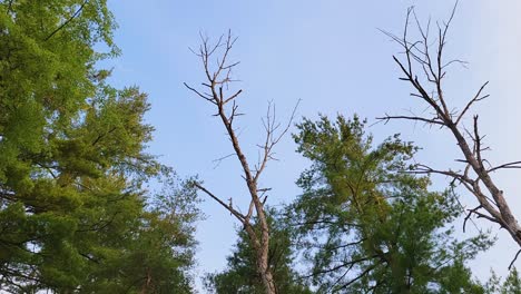 벌거벗은 나무가 울창한 초록색 잎자루 사이에서 높이 서 있고, 그 가지들은 은 파란 하늘을 향해 어 있습니다.