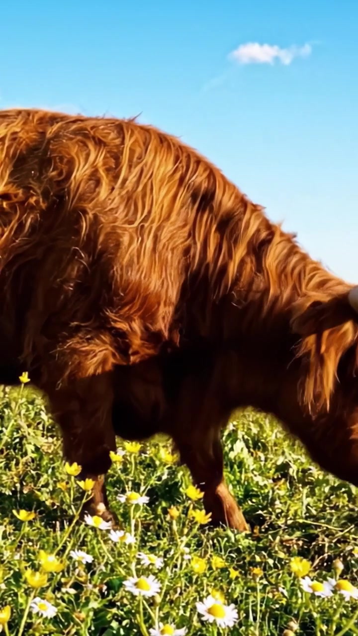 Uma Bela Vaca Highland Pastando em um Prado Vibrante Cheio de Flores Silvestres Sob um Céu Azul Claro em um Ambiente Natural Sereno