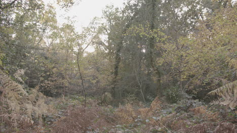 Camera-Pans-Down-On-Autumn---Fall-Scene-With-Orange-And-Red-Ferns---Ungraded