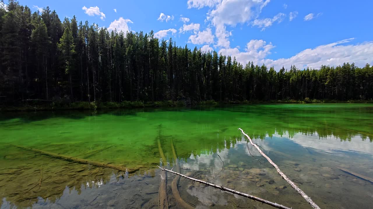 Scenic Views of a Green Lake Surrounded by Forest