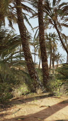palmeras en un oasis del desierto