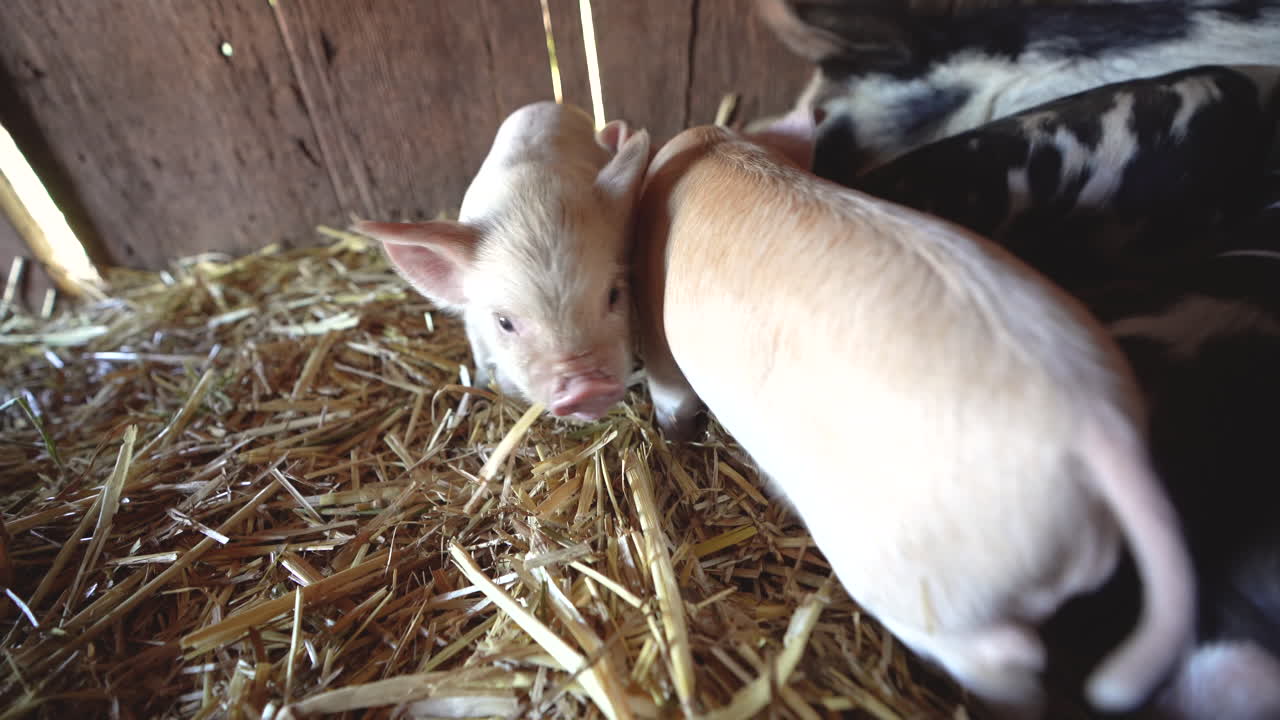 Adorable Newborn Piglets Nursing