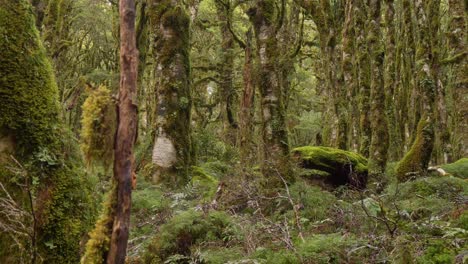 deslizador, revelando un exuberante bosque nativo cubierto de musgo de nueva zelanda, pista de routeburn