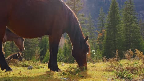 horses grazing in a mountain meadow