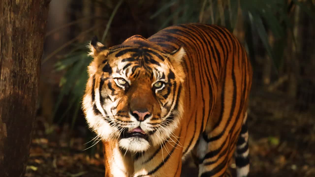Tiger walking and exploring its enclosure