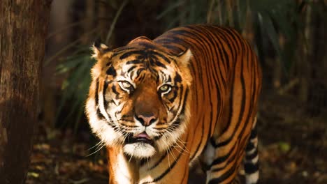 tiger walking and exploring its enclosure