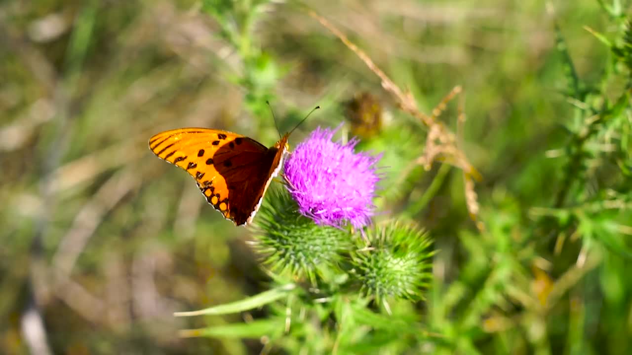 mariposa naranja sentada en una flor de alcachofa salvaje, púrpura, moviéndose en el viento, cerca