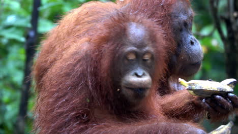 orangután come un plátano y mira hacia la cámara