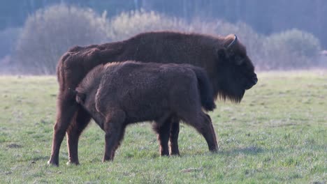 a wild bison calf drinks milk from his mother