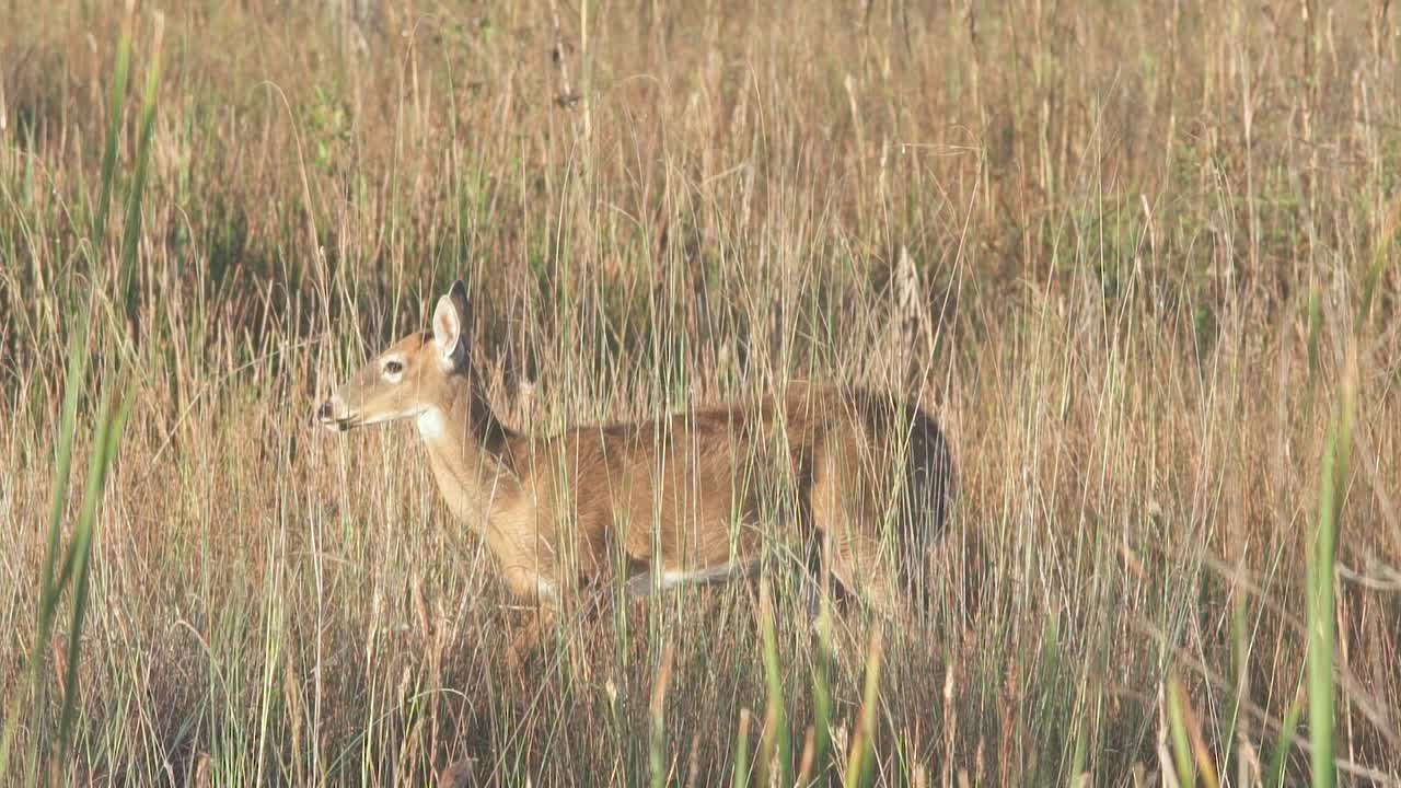 majestuoso venado de cola blanca caminando a lo largo de cañas de aserrín en cámara lenta