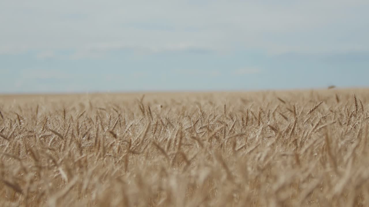 Ripe wheat fields in Alberta's Kneehill County on August 20, 2024.