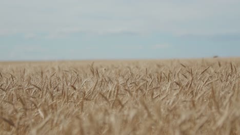 ripe wheat fields in alberta's kneehill county on august 20, 2024.