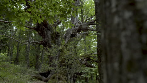 revealing shot of an old deciduous tree in the middle of mountain forest