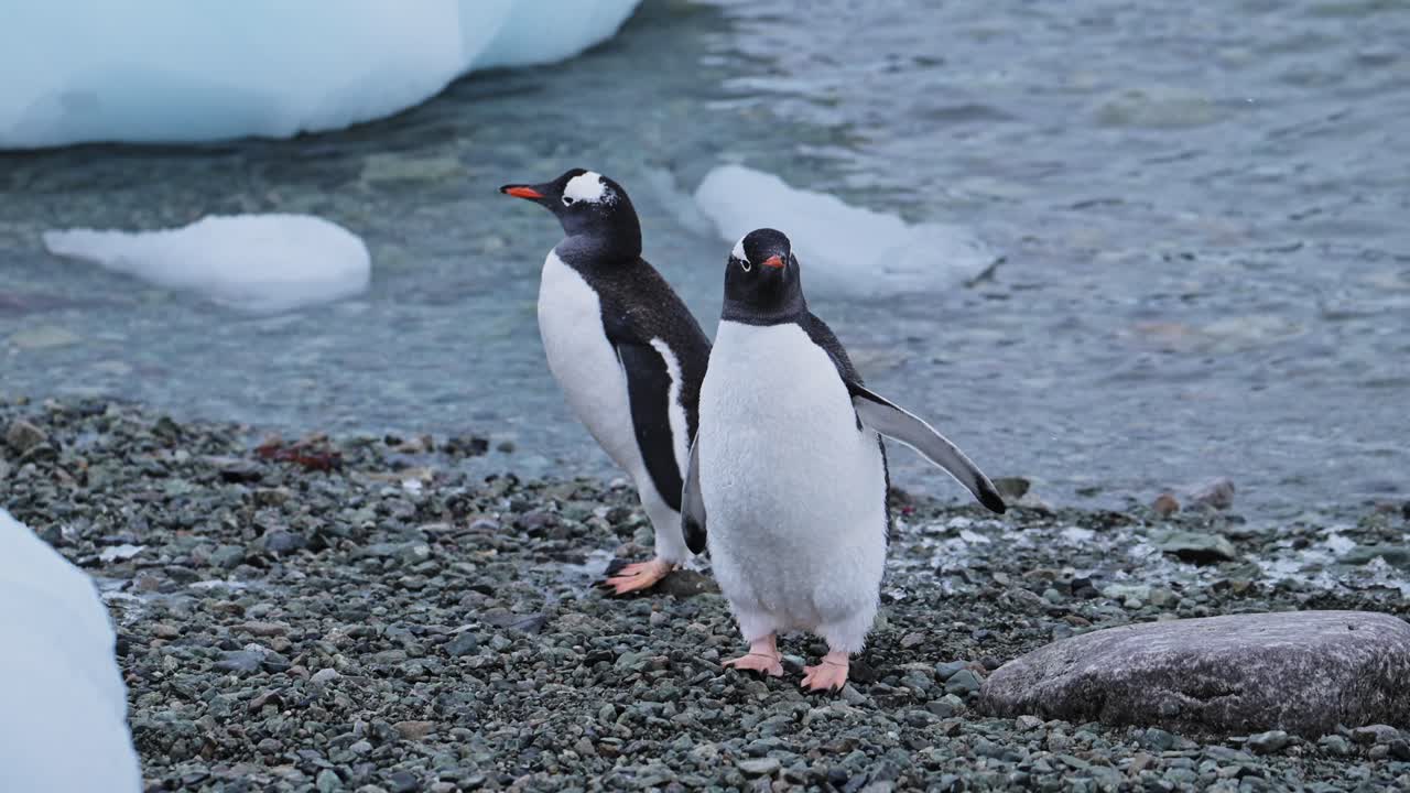 de cerca de los pingüinos en la antártida, pareja de dos pingüinos gentoo en la vida silvestre y animales vacaciones a la península antártica, pingúinos en la playa rocosa de pie
