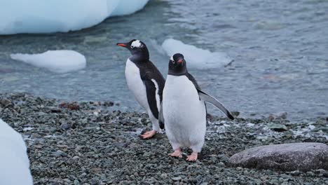 close up of penguins in antarctica, pair of two gentoo penguin on wildlife and animals vacation to antarctic peninsula, penguins on rocky beach standing