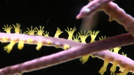 close up of coral feeding