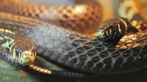 spilotes pullatus, comúnmente conocido como la caninana, serpiente pollo, serpiente rata amarilla, o serpiente tigre, es una especie de serpiente colubrída no venenosa endémica de las partes más cálidas de las américas.