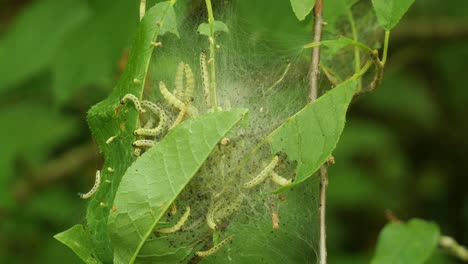 spindle ermine moth caterpillars crwaling inside a web between branches and leaves on a tree - close up