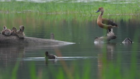 whistling duck - pond - water - relaxing