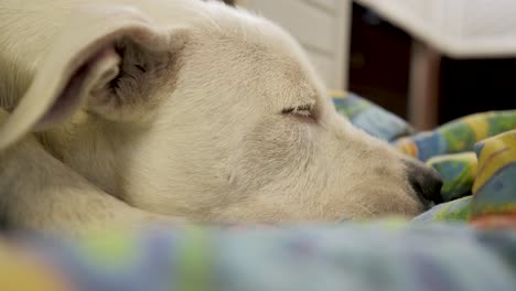 white dog start falling in sleep and napping on blanket at nighttime