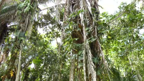 Dense-rain-forest-growing-over-the-Mayan-ruins-at-Kohunlich-Mayan-Site---Quintana-Roo,-Mexico