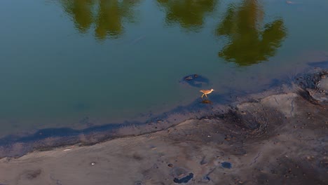 Tall-stilted-bird-walks-along-edge-of-polluted-asphalt-lake-as-palm-tree-reflections-shine-in-water