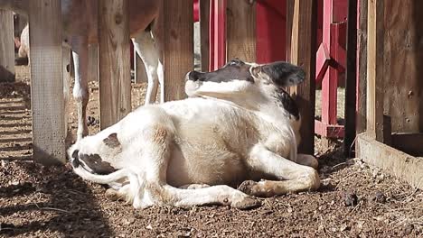 Vaca-Pequeña-Tirada-En-El-Granero-Mientras-Se-Rasca-La-Espalda,-Lindo-Animal-Al-Aire-Libre