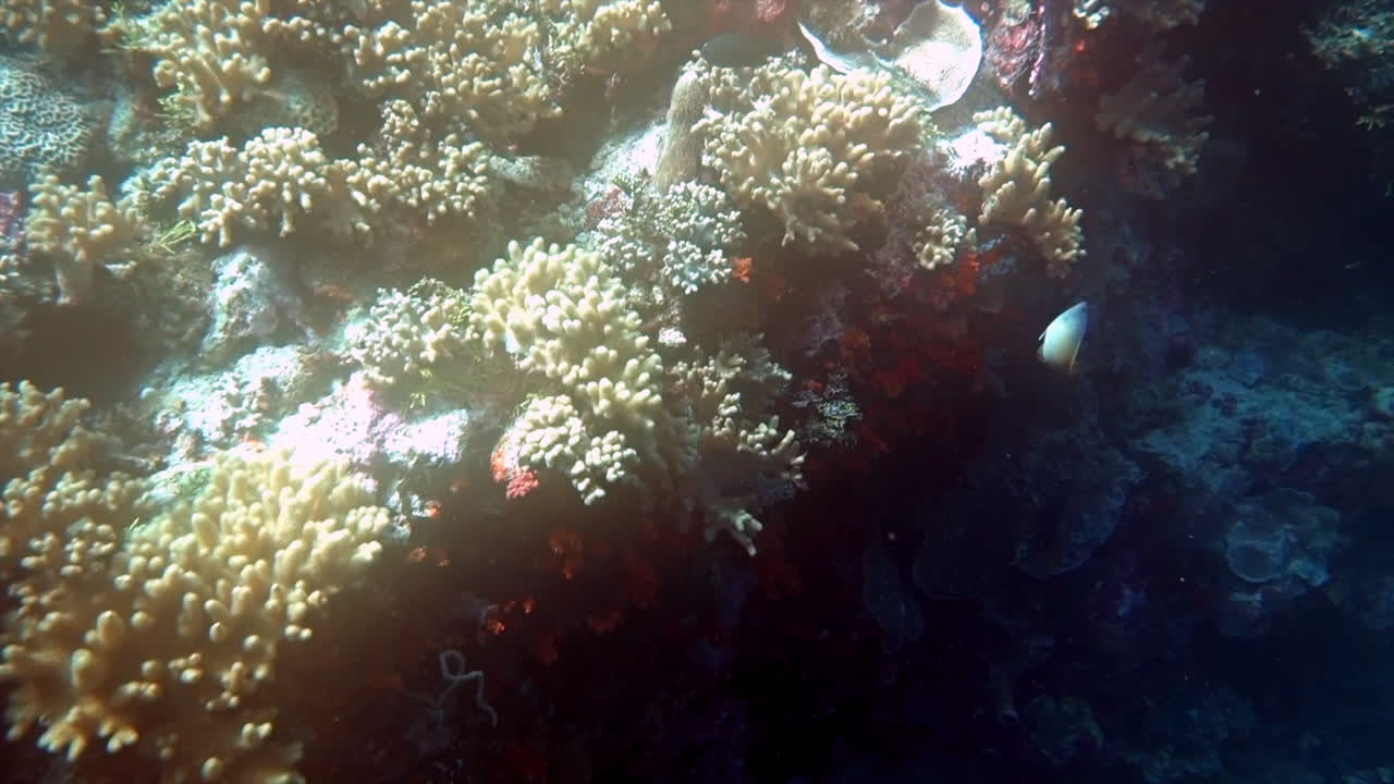 Lush marine life on a reef.