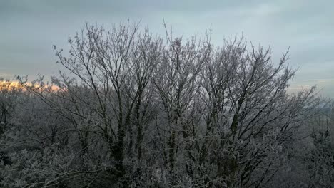 imágenes aéreas cinematográficas en cámara lenta de árboles en invierno sin hojas y cubiertos de escarcha