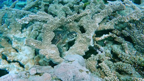 sleeping sea turtle on coral reef