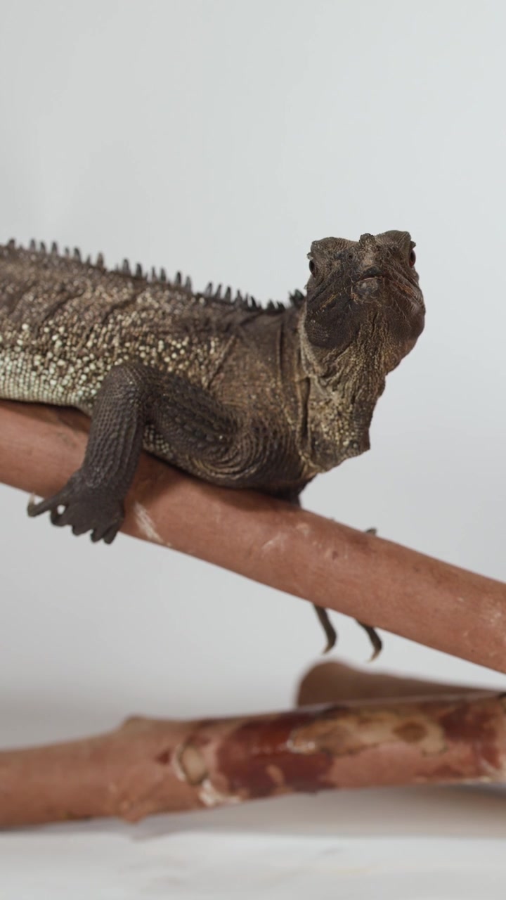 Un'iguana rosso scuro siede immobile su un ramo di legno su uno sfondo bianco semplice.
