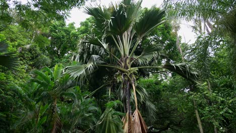 video of incredible plants from a botanical garden in victoria on mahe island in seychelles