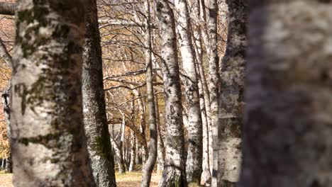 Birken-Mit-Spärlichem-Laub-Im-Herbst,-Covão-D&#39;Ametade,-Slider