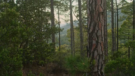 Bosque-De-Coníferas-En-Un-Día-Soleado