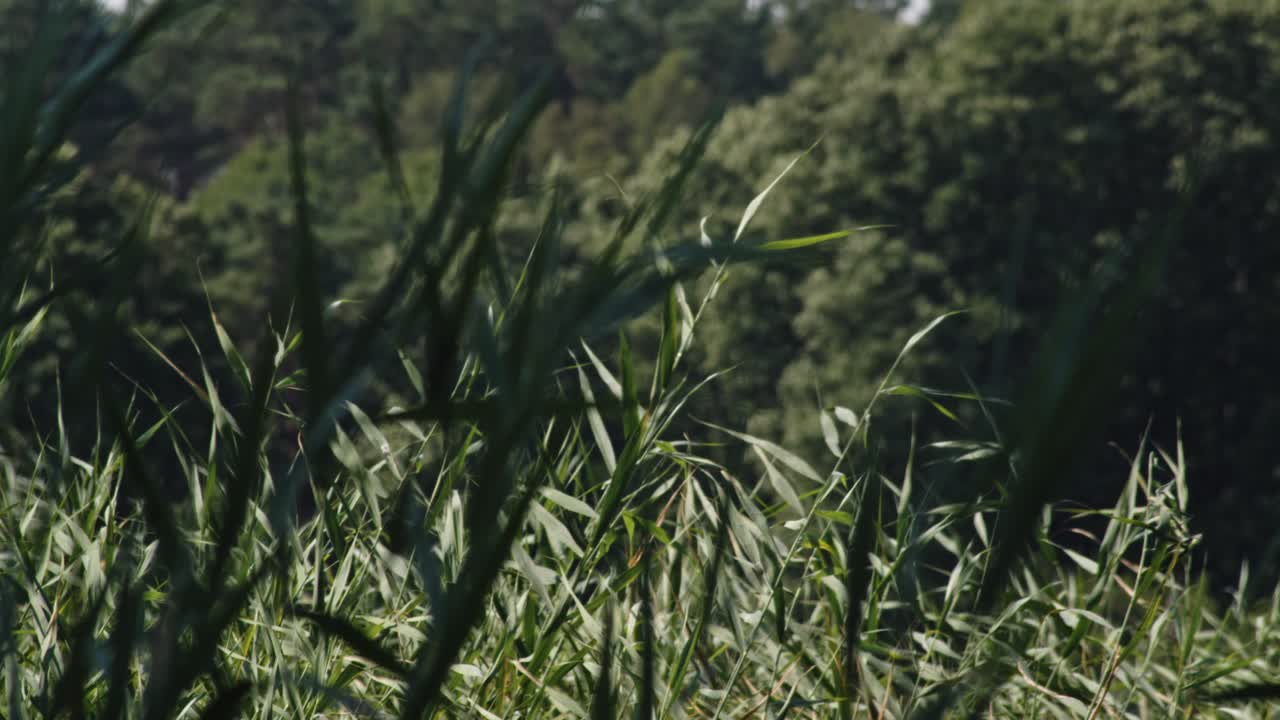 hierba verde alta que se balancea con el viento en un día soleado